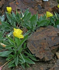 Missouri Evening Primrose