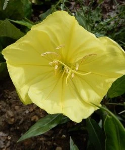 Missouri Evening Primrose -Outdoor Garden Care Shop missouri evening primrose 3