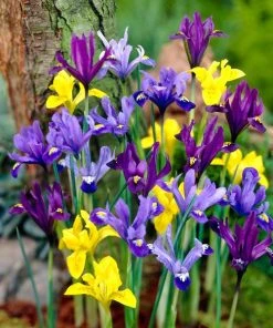 Dwarf Specie Iris Mix (Mini Iris)