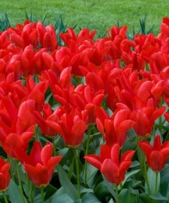 Red Emperor Tulip -Outdoor Garden Care Shop moja02194 red emperor tulip cropped