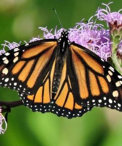 Meadow Blazing Star (Liatris) -Outdoor Garden Care Shop monarch on liatris ligulistylus7 blazing star