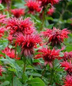Fireball Bee Balm