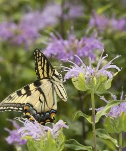 Wild Bergamot (Wichita Mountains Form) -Outdoor Garden Care Shop monarda fistulosa wild bergamot butterfly