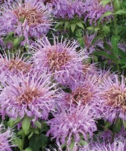 Summer Dreams Pre-Planned Garden 17 Summer Dreams Pre-Planned Garden -Outdoor Garden Care Shop monarda fistulosa 70984 1 web 1