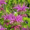 Peter's Purple Bee Balm