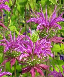 Peter's Purple Bee Balm