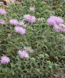 Russian River Coyote Mint (Monardella)