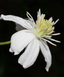 Mongolian Snowflakes (Clematis)
