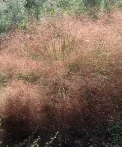 Undaunted® Ruby Muhly Grass -Outdoor Garden Care Shop muhlenbergia reverchonii 3