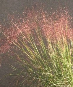 Undaunted® Ruby Muhly Grass -Outdoor Garden Care Shop muhlenbergia reverchon 71138 web 3