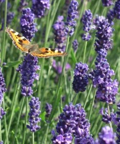 Munstead Violet English Lavender -Outdoor Garden Care Shop munstead violet english lavender meadow pollinator