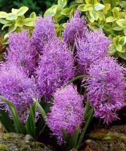 Cotton Candy Grape Hyacinth