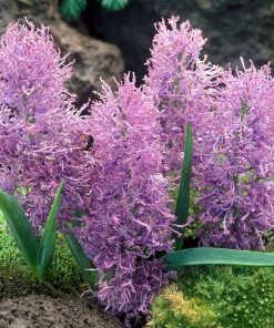 Cotton Candy Grape Hyacinth -Outdoor Garden Care Shop muscari comosum plumosum cotton cany grape hyacinth 3 cropped