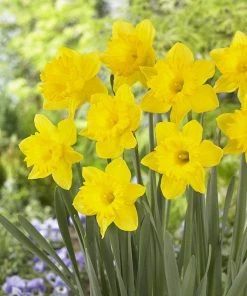 Dutch Master Trumpet Daffodil -Outdoor Garden Care Shop narcissus daffodil dutch master 1 1 1