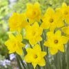 Dutch Master Trumpet Daffodil
