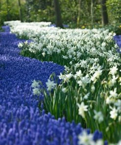 Thalia Daffodil -Outdoor Garden Care Shop narcissus thalia muscari armen 2