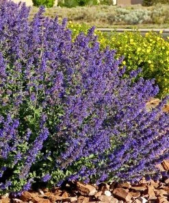 Walker's Deep Blue Nepeta
