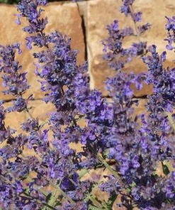 Walker's Deep Blue Nepeta -Outdoor Garden Care Shop nepeta walkers dark blue close up of flwr cropped
