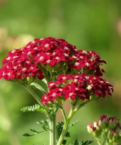New Vintage™ Red Yarrow