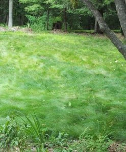 No Mow Lawn Grass Seed -Outdoor Garden Care Shop no mow 2 1