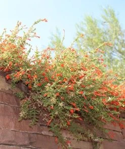 Orange Carpet® Creeping Hummingbird Trumpet (Zauschneria) -Outdoor Garden Care Shop orange carpet creeping hummingbird trumpet zauschneria hanging garden flowers
