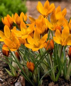 Magic Carpet Bulb Collection -Outdoor Garden Care Shop orange monarch snow crocus cropped