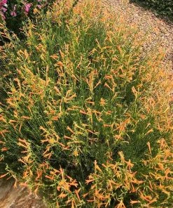 Summer Showstopper Pre-Planned Garden -Outdoor Garden Care Shop orange pineleaf penstemon 3 crop