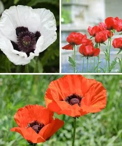 Oriental Poppy Collection (Papaver) -Outdoor Garden Care Shop oriental poppy perennial collection 10 18 23