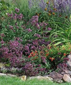 Rotkugel Ornamental Oregano -Outdoor Garden Care Shop origanum rotkugel web