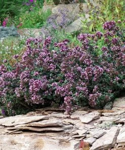 Rotkugel Ornamental Oregano -Outdoor Garden Care Shop origanum rotkugel 1 cropped web
