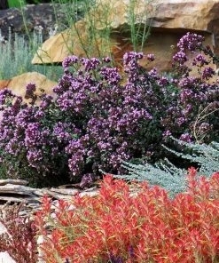 Rotkugel Ornamental Oregano -Outdoor Garden Care Shop origanum rotkugel 3 cropped web