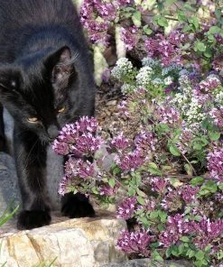 Rotkugel Ornamental Oregano -Outdoor Garden Care Shop origanum rotkugel 4 cropped web