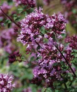 Rotkugel Ornamental Oregano -Outdoor Garden Care Shop origanum rotkugel close up cropped