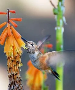 Dwarf Red Hot Poker -Outdoor Garden Care Shop pam koch hummingbird and kniphofia az