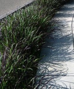 Ruby Ribbons® Prairie Switchgrass -Outdoor Garden Care Shop panicum virgatum ruby ribbons switchgrass 7 1