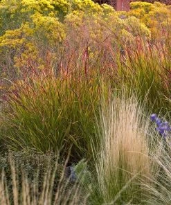 Ruby Ribbons® Prairie Switchgrass