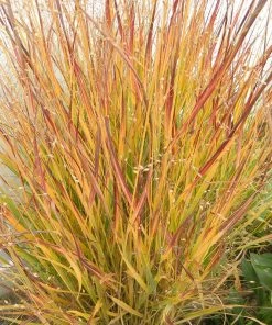 Ruby Ribbons® Prairie Switchgrass -Outdoor Garden Care Shop panicum virgatum ruby ribbons 2 1