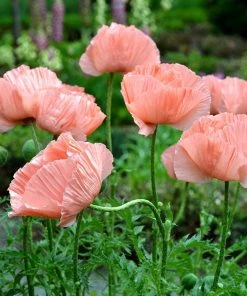 Princess Louise Oriental Poppy -Outdoor Garden Care Shop papaver orientale princess louise oriental poppy 2