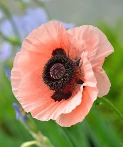 Elegant Elevation Collection -Outdoor Garden Care Shop papaver orientale princess louise oriental poppy flower close up