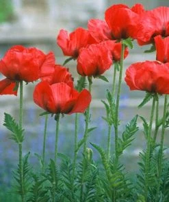 Oriental Poppy Collection (Papaver)