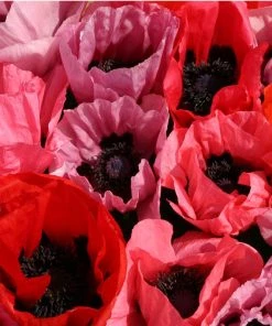 Fruit Punch Oriental Poppy