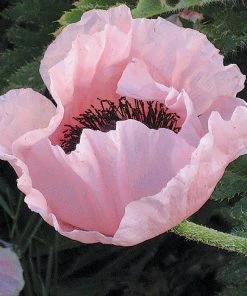 Coral Reef Oriental Poppy