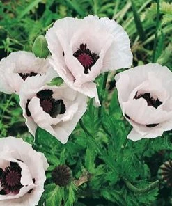 Royal Wedding Oriental Poppy 7 Royal Wedding Oriental Poppy -Outdoor Garden Care Shop papaver orientale royal wedding 1