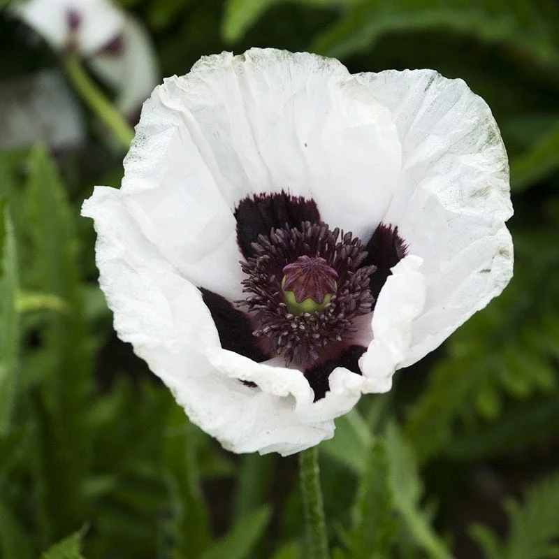 Royal Wedding Oriental Poppy 2 Royal Wedding Oriental Poppy - Image 2