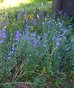 Partial Shade Wildflower Seed Mix