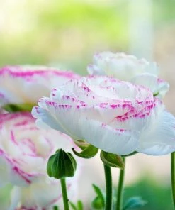 Pastel Ranunculus Mix -Outdoor Garden Care Shop pastel ranunculus mix pastel persian buttercup mix garden profile