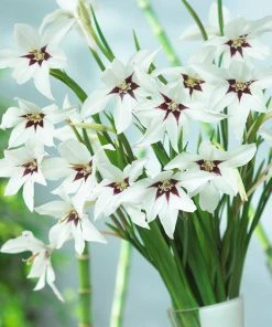 Peacock Orchid -Outdoor Garden Care Shop peacock orchid bulbs gladiolus acidanthera vase 2