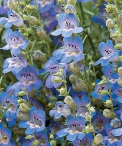 High Country Gardens Signature Collection -Outdoor Garden Care Shop penstemon blue lips flowers