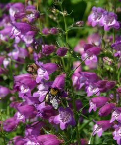 Pike's Peak Purple® Penstemon -Outdoor Garden Care Shop penstemon mexicali pikes peak flowers pollinator