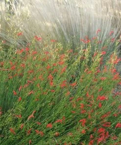 Pineleaf Penstemon -Outdoor Garden Care Shop penstemon pinifolious with nassella cropped